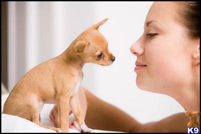 Russian Toy Puppies